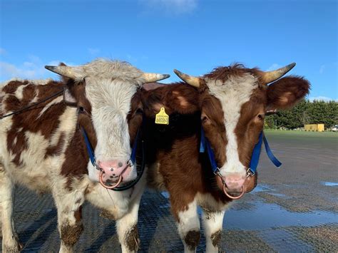 New Gokul Farm - Cow Farm - Goshalla